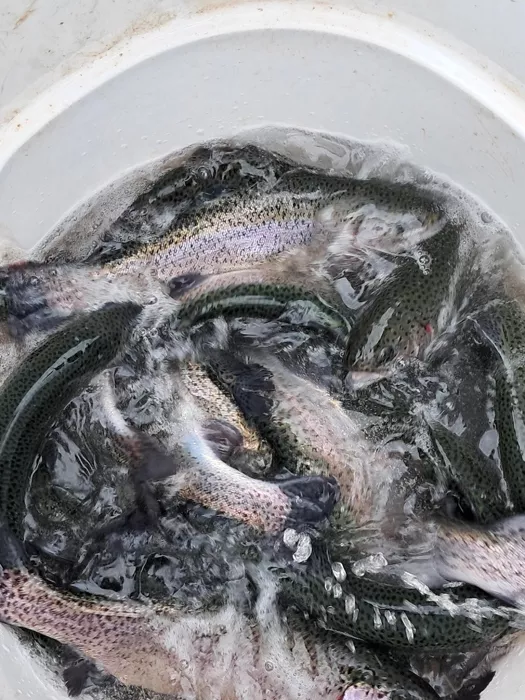 gaule-montceau-1703261