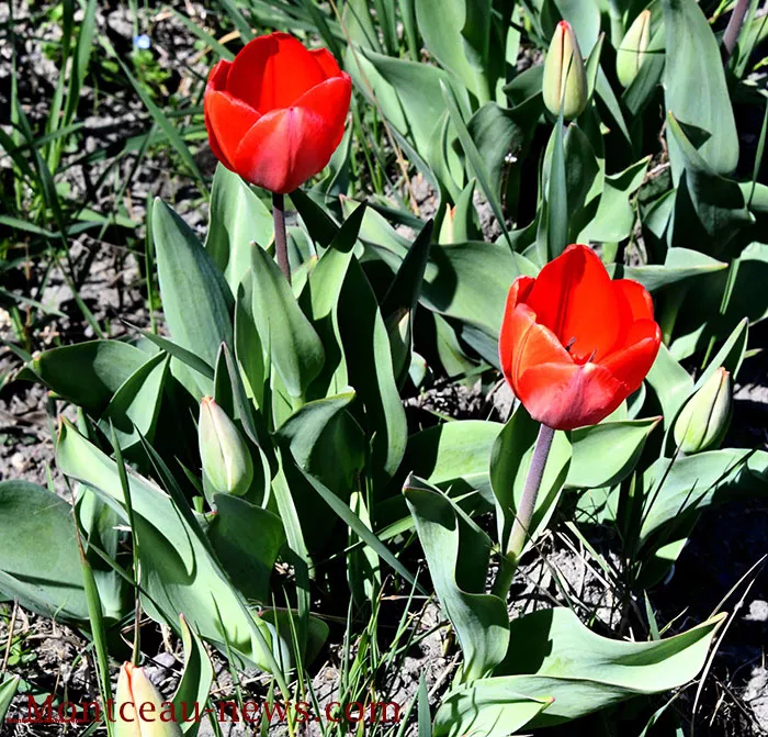 lions-tulipes-1003266