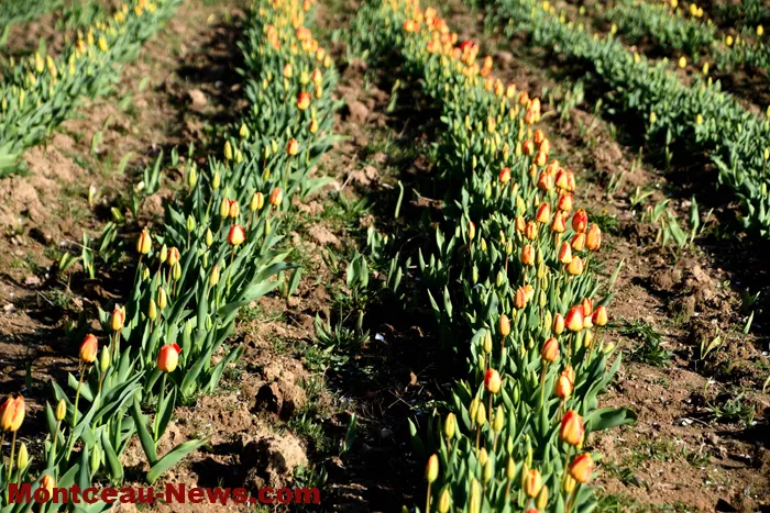 tulipes-229032615