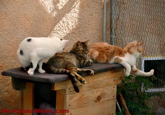 chatterie-montceau-0904263