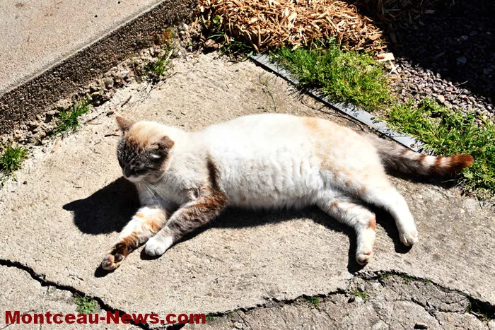 chatterie-montceau-0904264