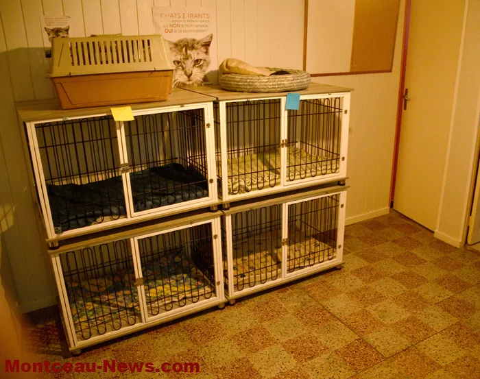 chatterie-montceau-0904265