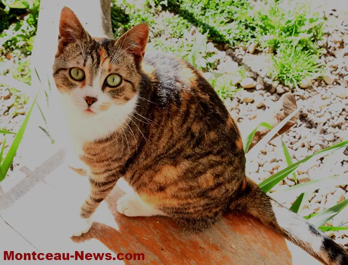 chatterie-montceau-0904268