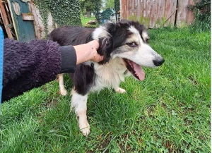 Chien trouvé à Blanzy