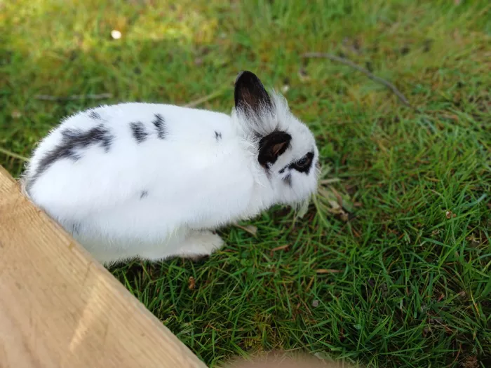 trouve-lapin-1304261