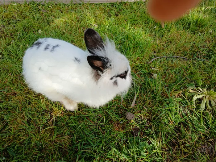 trouve-lapin-1304262