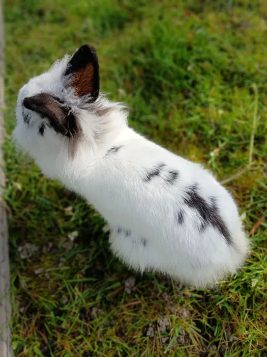 trouve-lapin-1304263