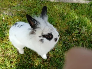 Lapin trouvé à Blanzy