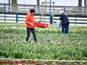 tulipe-lions-montceau-0404261