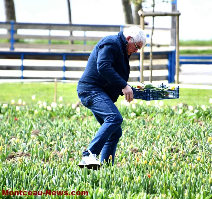 tulipe-lions-montceau-04042610