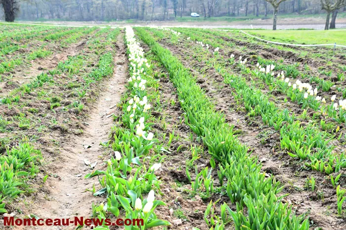 tulipe-lions-montceau-04042611