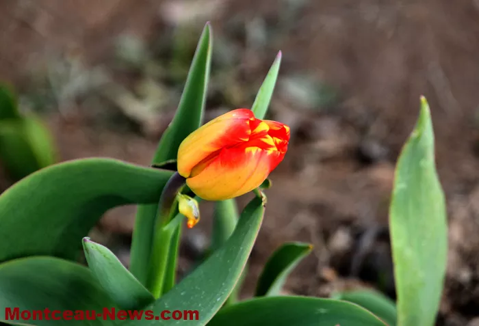 tulipe-lions-montceau-04042614