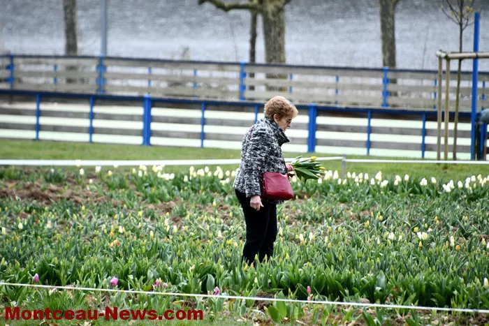 tulipe-lions-montceau-0404263