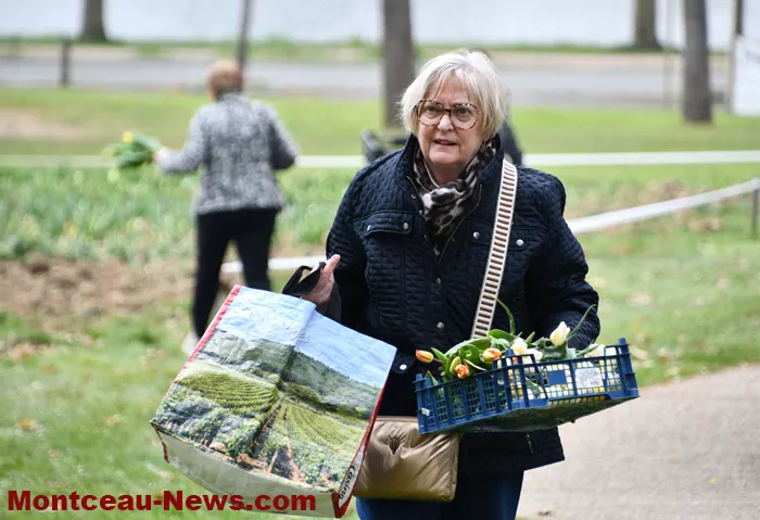 tulipe-lions-montceau-0404264