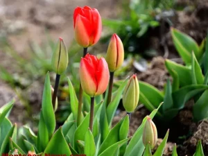 tulipes-1604263