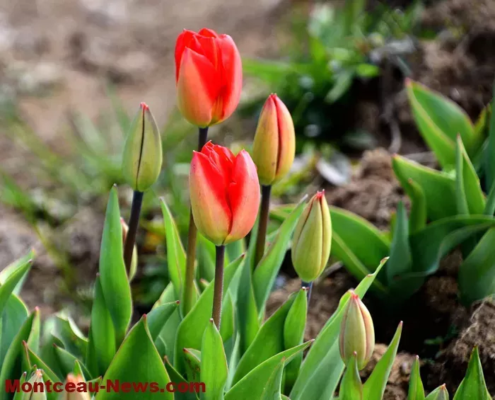 tulipes-1604263