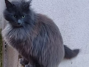 chat-perdu-020526