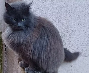 Chat perdu rue Pierre Garnier à Montceau-les-Mines