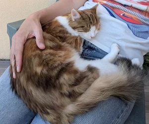 Chatte perdue à Montceau-les-Mines