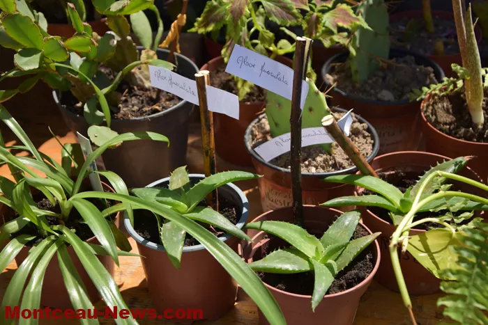 troc-plants-sanvignes-24052618