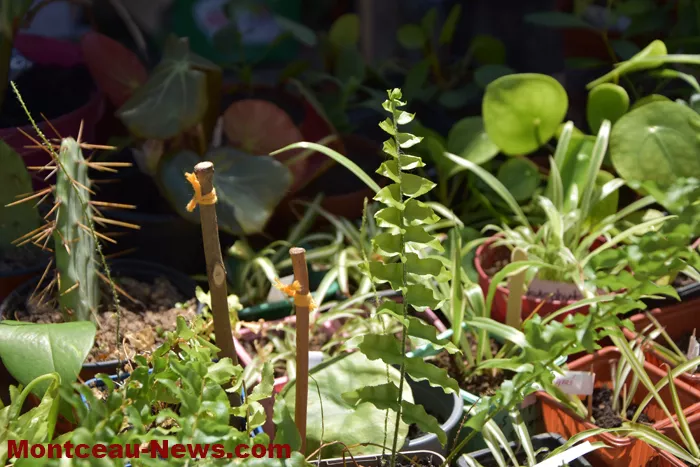 troc-plants-sanvignes-24052619