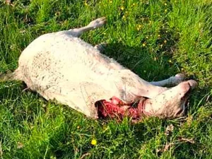 veau-loup-220526