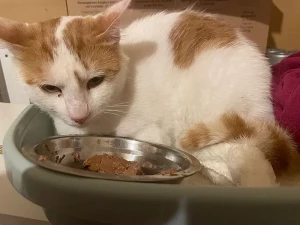 Chat trouvé à Blanzy