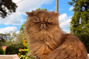 Chat perdu à Pouilloux