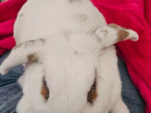 lapin-050626
