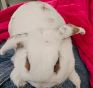 Lapin disparu à Saint-Vallier