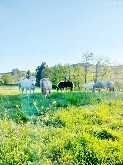 st-romain-0806263