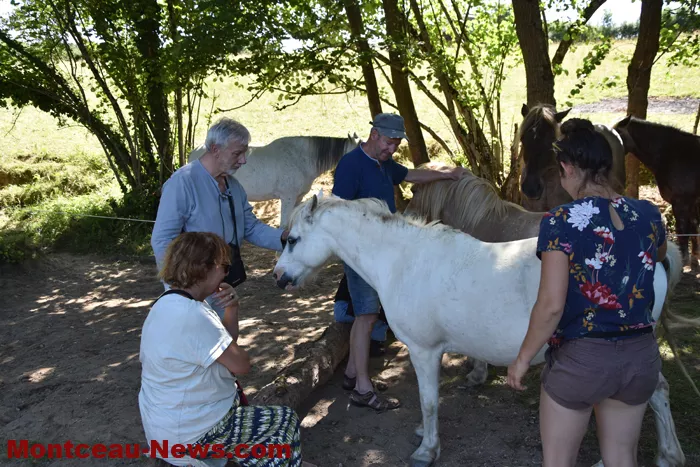 st-romain-chevaux-15052632