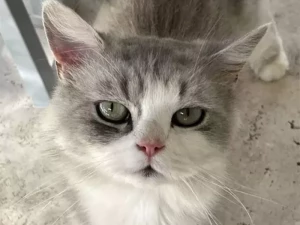 chat-080726