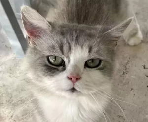 Chat trouvé à Ciry-le-Noble