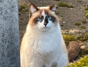 Chat perdu à Montceau