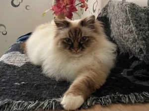 Chat perdu à Sanvignes