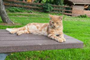 Chat perdu à Saint-Vallier