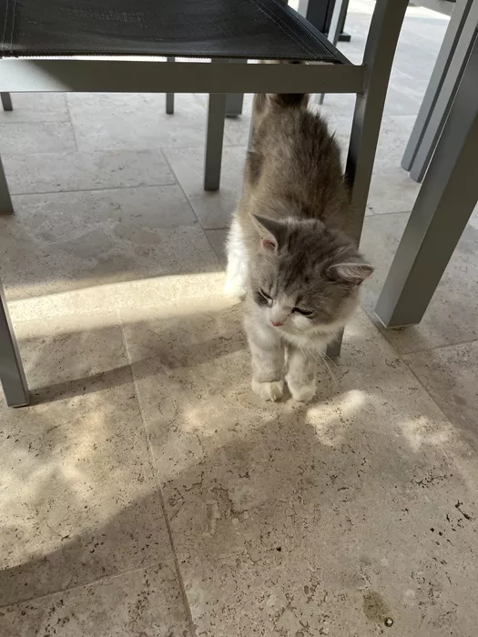chat-trouve-0807262