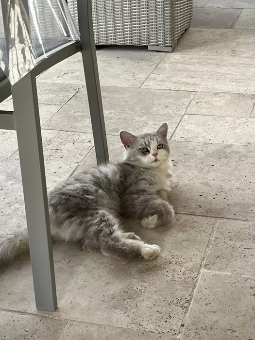 chat-trouve-0807264