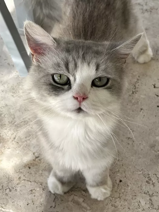 chat-trouve-0807265