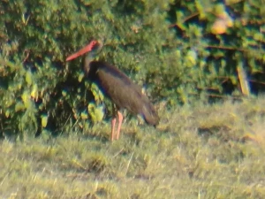 cigogne-0107263
