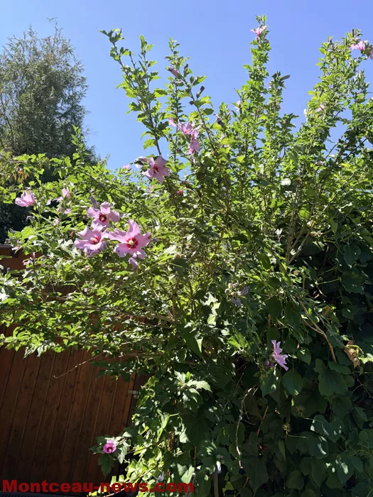 maison fleuris-090726114