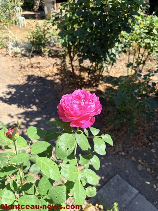 maison fleuris-090726116