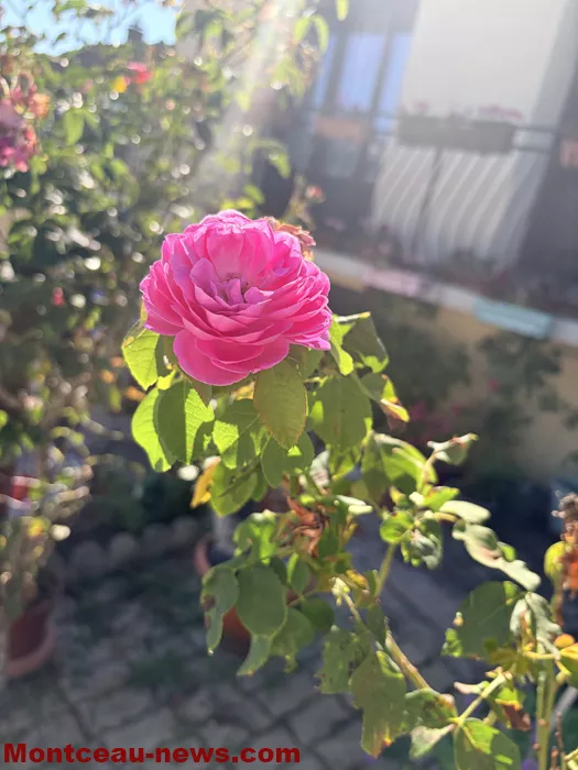maison fleuris-09072614