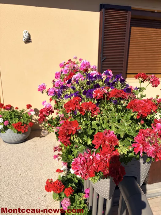 maison fleuris-09072619
