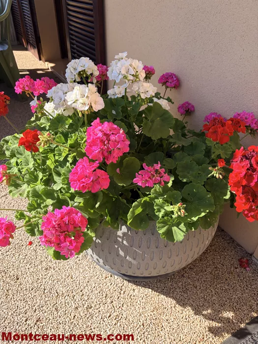 maison fleuris-09072621