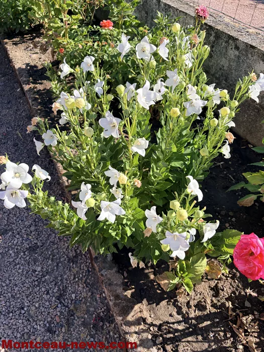 maison fleuris-09072632