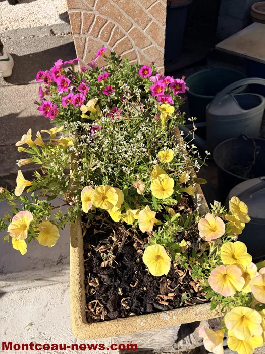 maison fleuris-09072637