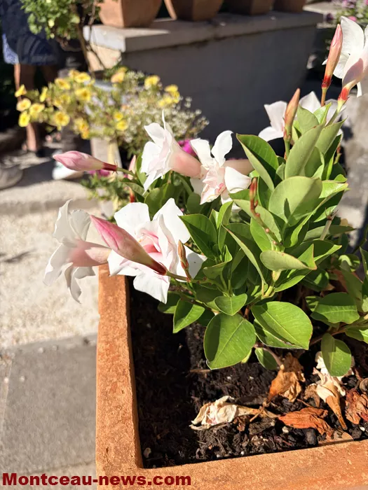 maison fleuris-09072638