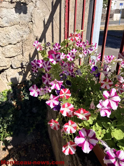 maison fleuris-09072660